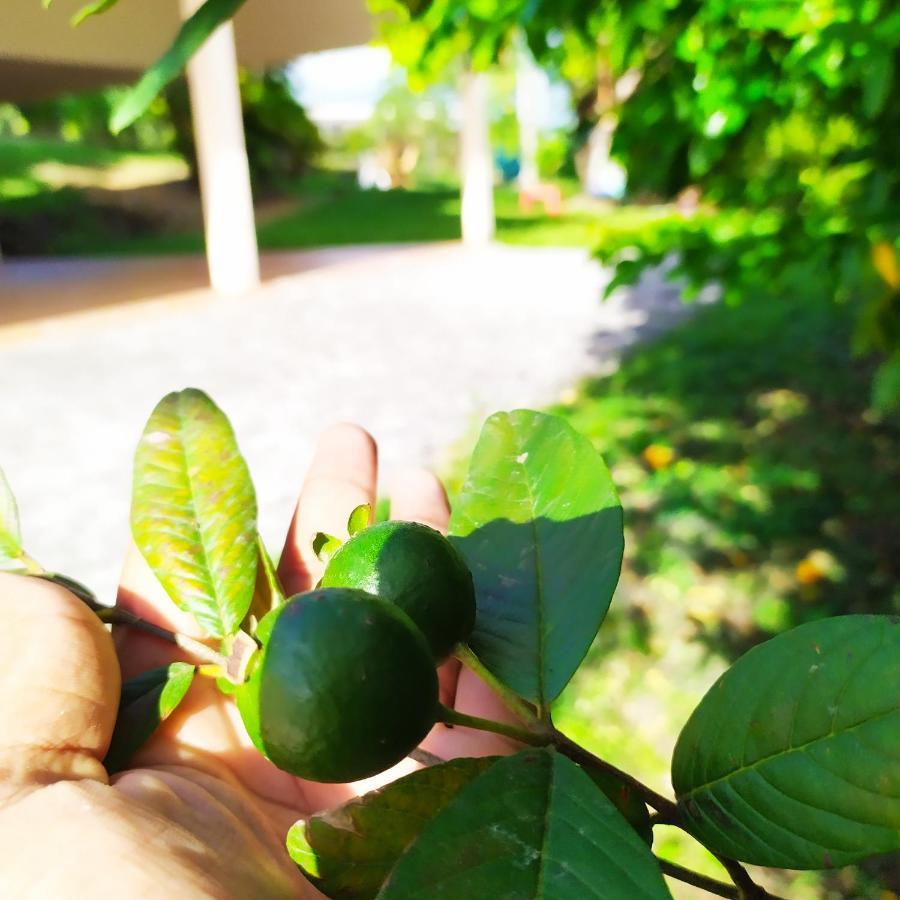 Studio Goyave Ducos المظهر الخارجي الصورة